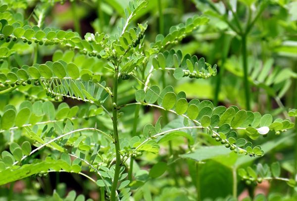 Các loại thuốc trị sỏi thận an toàn hiệu quả