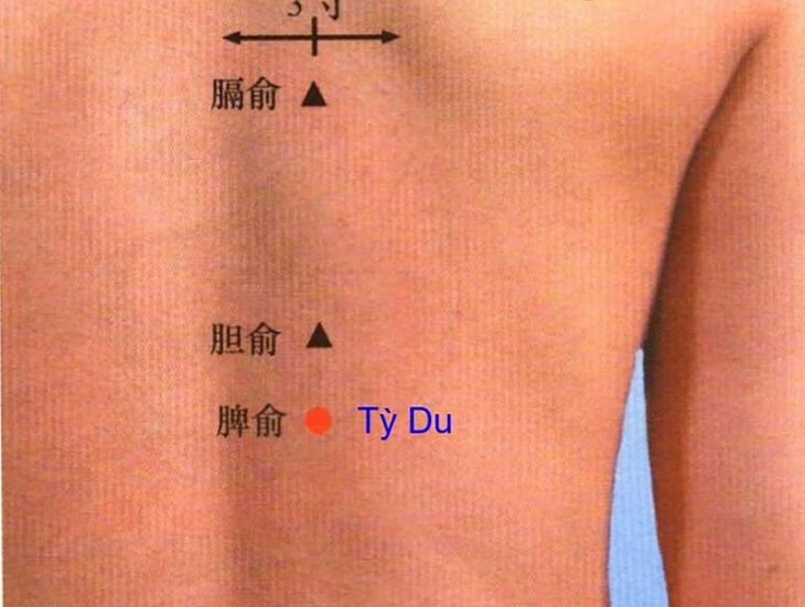 huyệt Tỳ du