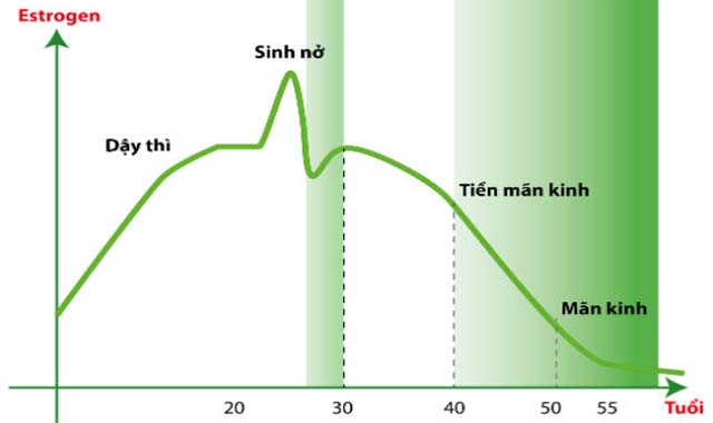 Cách bổ sung estrogen tự nhiên an toàn hiệu quả