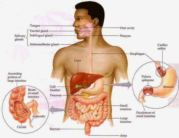 Cách chữa bệnh sỏi thận tại nhà an toàn hiệu quả