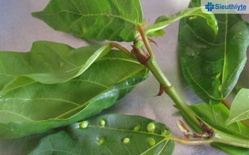 Cách chữa bệnh tiểu đường bằng lá sung hiệu quả an toàn