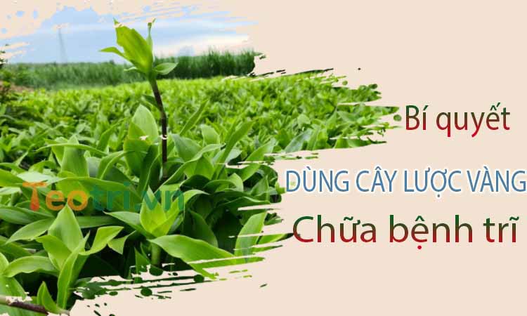 Cách chữa bệnh trĩ bằng cây lược vàng 