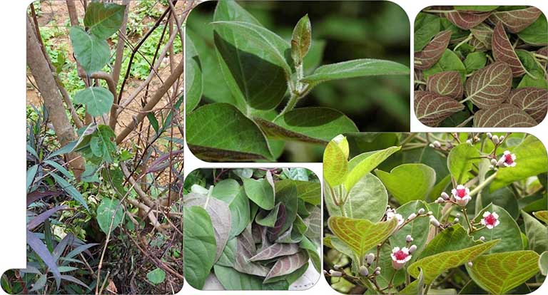 Cách chữa bệnh trĩ bằng lá mơ 