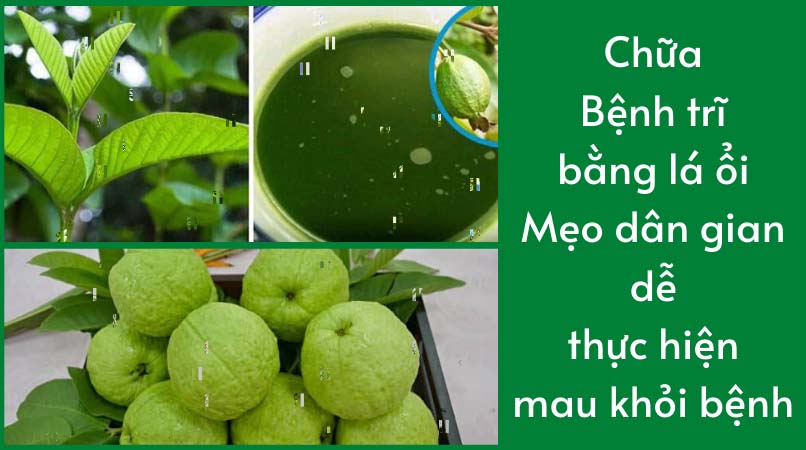 Cách chữa bệnh trĩ bằng lá ổi