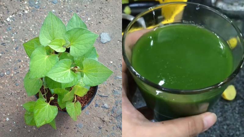 Cách chữa bệnh trĩ tại nhà bằng rau diếp cá an toàn hiệu quả
