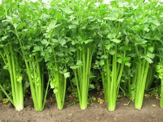 Cách chữa đau khớp gối bằng thảo dược an toàn hiệu quả
