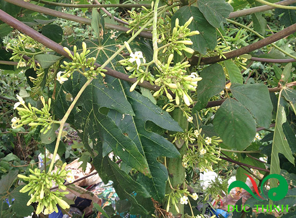 cách chữa sỏi thận bằng đu đủ xanh