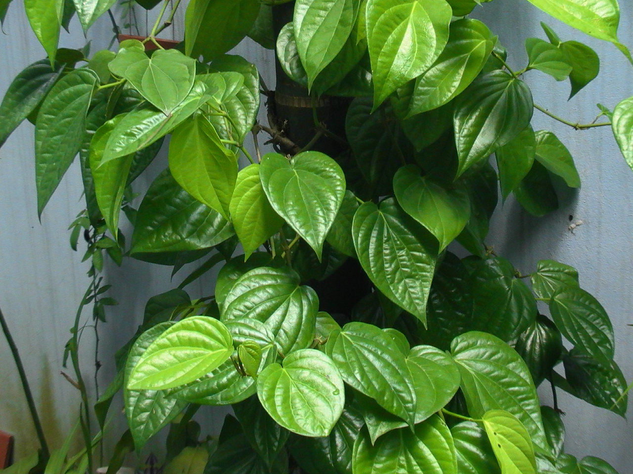 cách chữa sỏi thận dân gian hiệu quả nhất