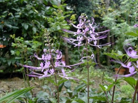 các cách chữa sỏi thận dân gian hiệu quả nhất