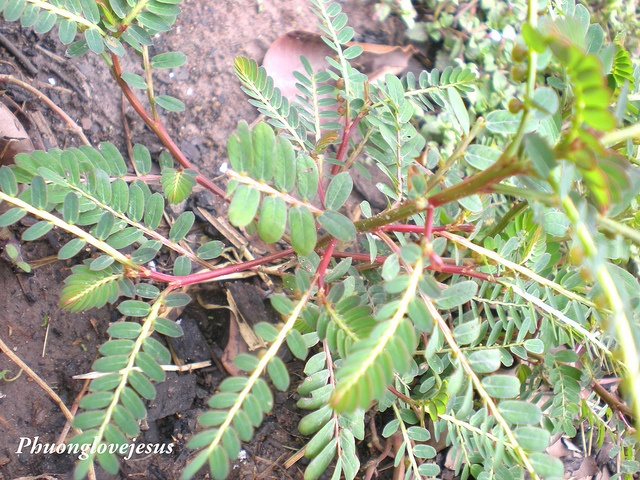 Chanca Piedra