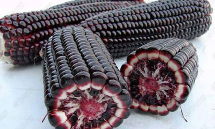 Cách chữa sỏi thận hiệu quả nhất bằng thực phẩm chức năng