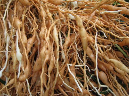 Cách chữa thiểu năng tuần hoàn não bằng đông y an toàn hiệu quả