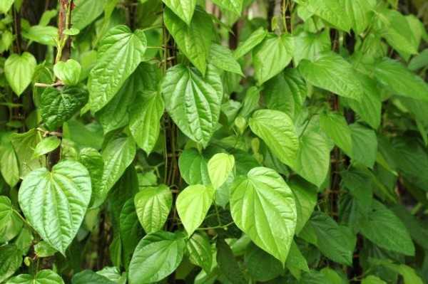 Cách chữa tiền liệt tuyến bằng lá trầu không an toàn hiệu quả