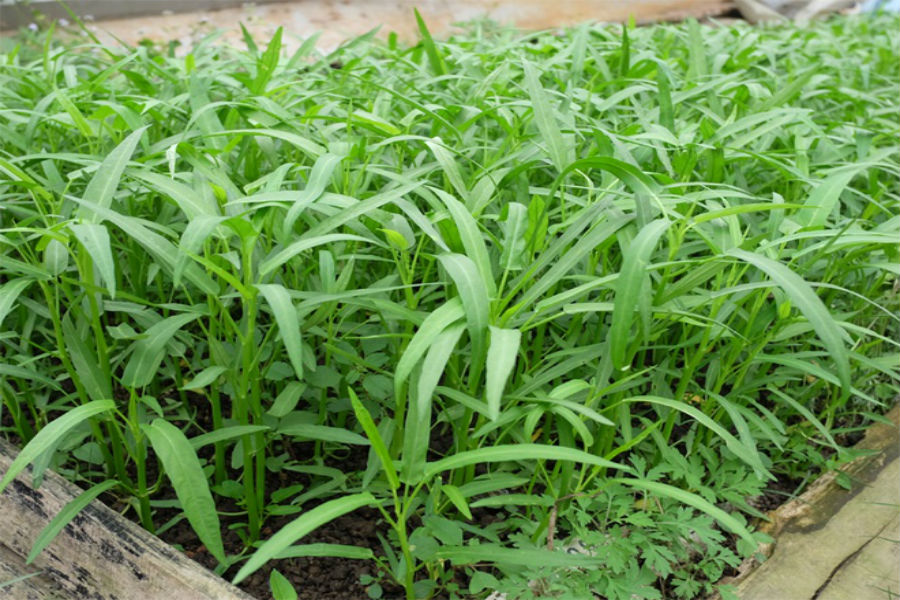 cách điều trị bệnh cao huyết áp ở người trẻ như thế nào