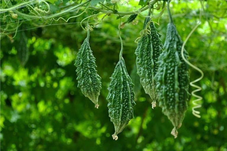 Cách điều trị bệnh tiểu đường dân gian an toàn hiệu quả