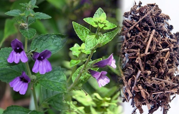Cách điều trị sỏi túi mật bằng thuốc nam