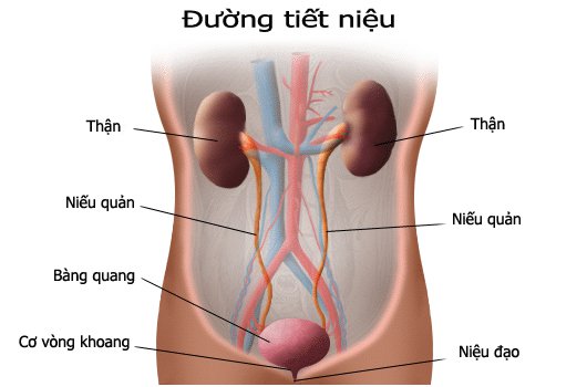 Cách điều trị viêm đường tiết niệu như thế nào 