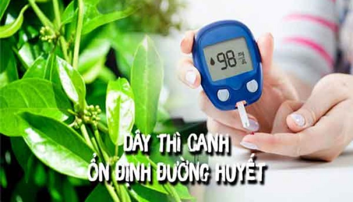 Cách dùng dây thìa canh chữa tiểu đường hiệu quả