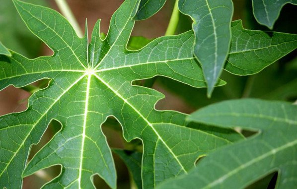 Cách dùng lá đu đủ chữa ung thư phổi an toàn hiệu quả