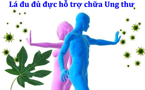 Cách dùng lá đu đủ chữa ung thư phổi an toàn hiệu quả