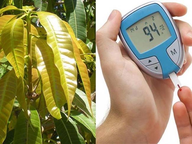 Cách dùng lá xoài chữa bệnh tiểu đường như thế nào