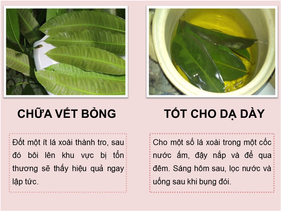 Cách dùng lá xoài chữa bệnh tiểu đường như thế nào