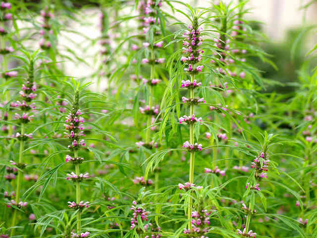 Cách làm kinh nguyệt đều như thế nào