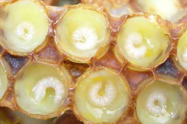 Cách làm mặt nạ sữa ong chúa trị nám như thế nào