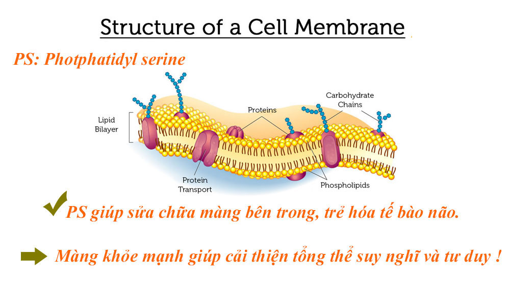 Rối loạn tuần hoàn não uống thuốc gì an toàn hiệu quả