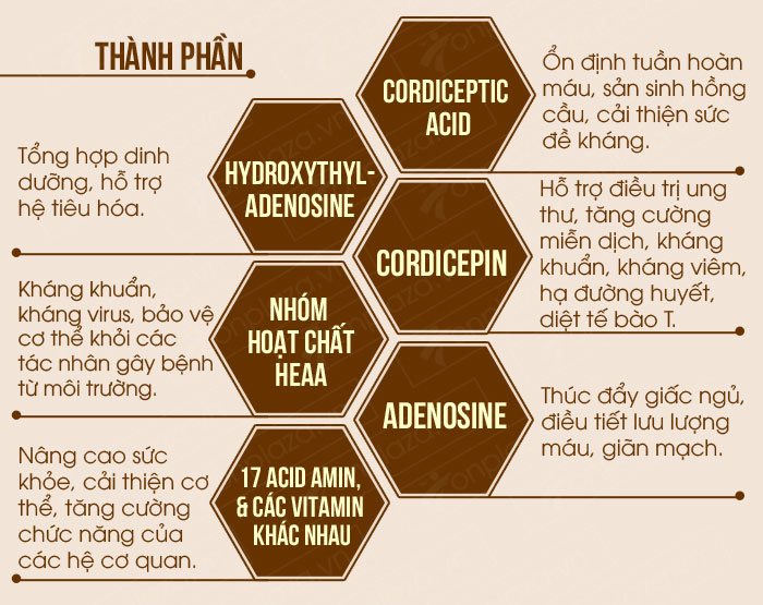 Cách ngâm rượu đông trùng hạ thảo