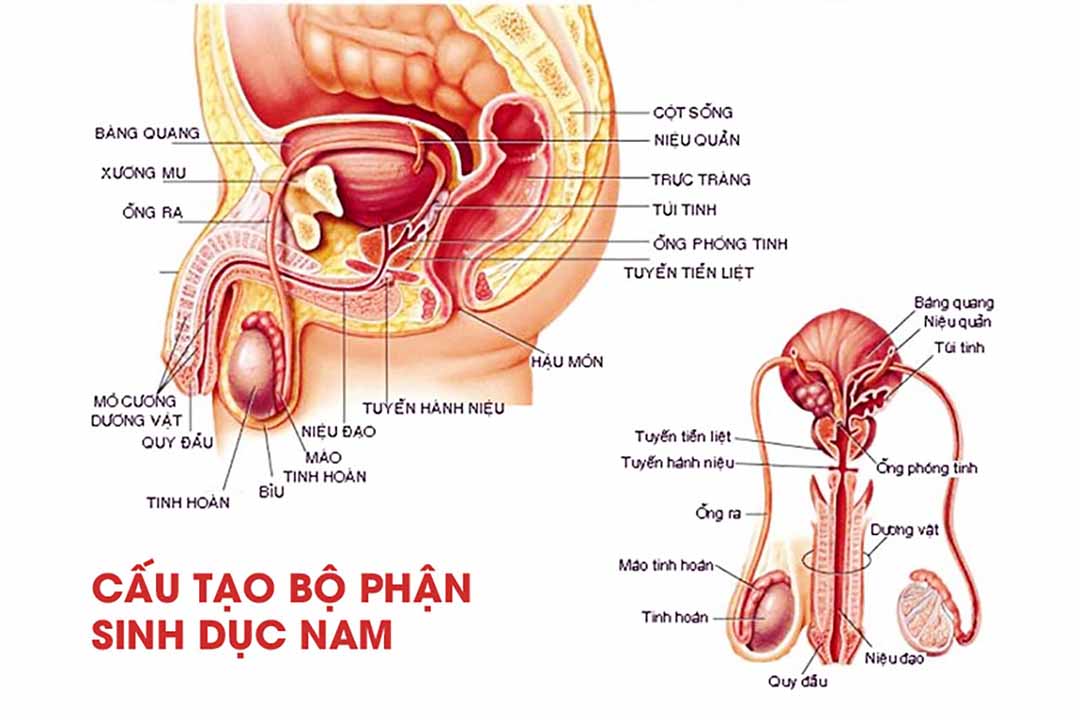 Cách phòng chống ung thư tinh hoàn như thế nào