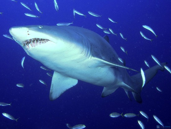 Cách sử dụng thuốc sụn vi cá mập như thế nào