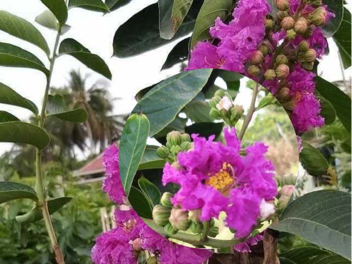 Cây bằng lăng có tác dụng gì với sức khỏe con người