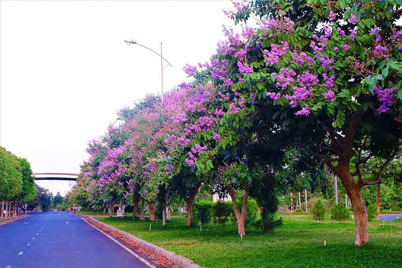 Cây bằng lăng có tác dụng gì với sức khỏe con người