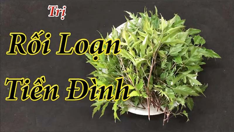 Cây đinh lăng chữa rối loạn tiền đình như thế nào