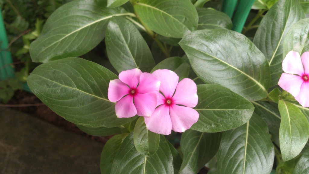 Cây dừa cạn