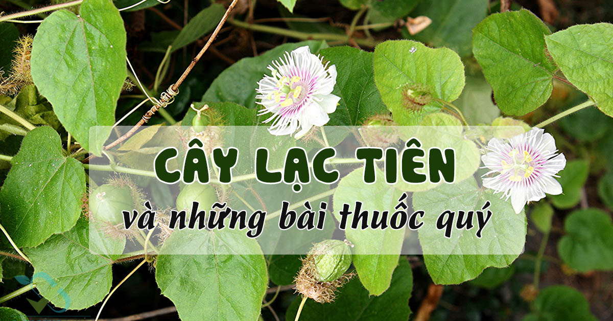 Cây lạc tiền có tác dụng gì với sức khỏe con người