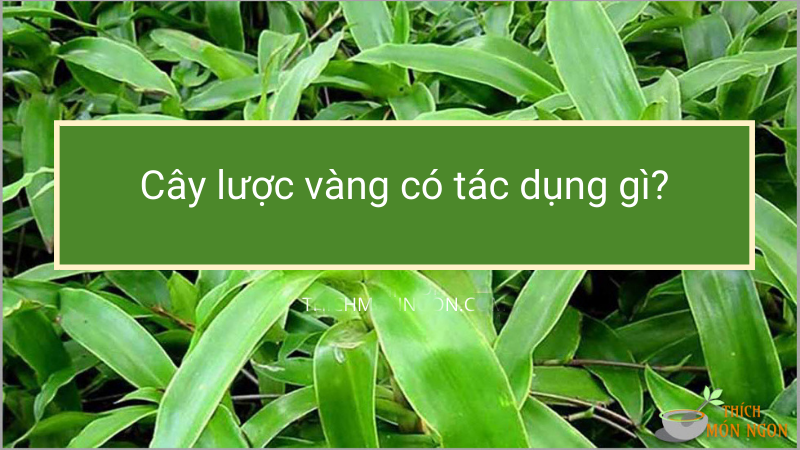 Cây lược vàng có tác dụng gì với sức khỏe con người