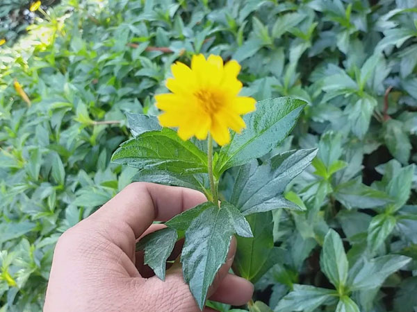 Cây sài đất có tác dụng gì và cách dùng sao cho hiệu quả