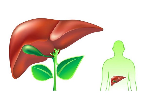 Cây sài đất có tác dụng gì và cách dùng sao cho hiệu quả