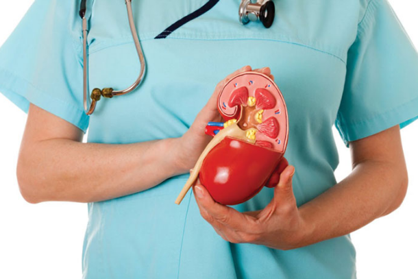 Cây thuốc nam chữa sỏi thận