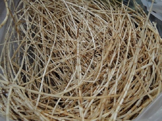 Cây thuốc nam chữa sỏi thận