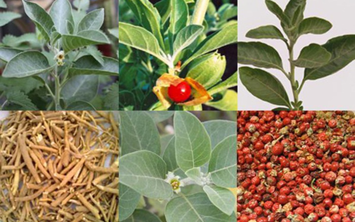 Cây thuốc nam chữa tuyến giáp 