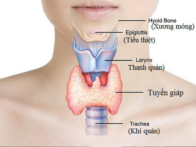 Cây thuốc nam chữa tuyến giáp