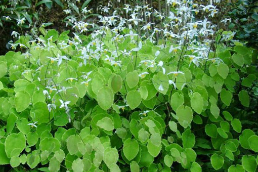 Cây thuốc nam tăng cường sinh lý nam giới hiệu quả