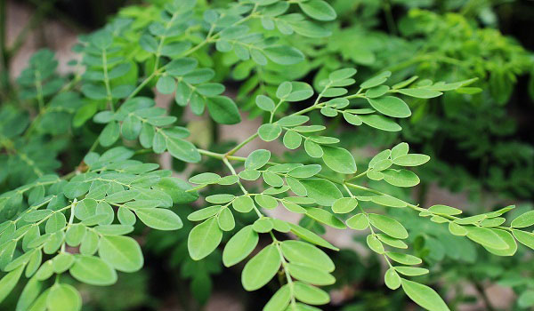 Cây thuốc nam trị nám da an toàn hiệu quả