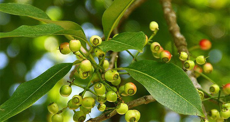 Chè vối có tác dụng gì với sức khỏe con người