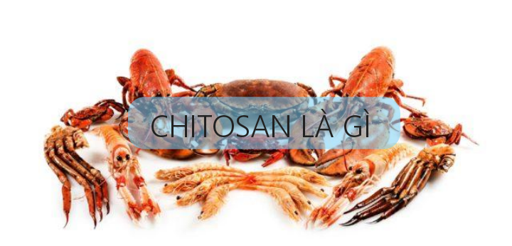 Chitosan có tác dụng gì với sức khỏe con người