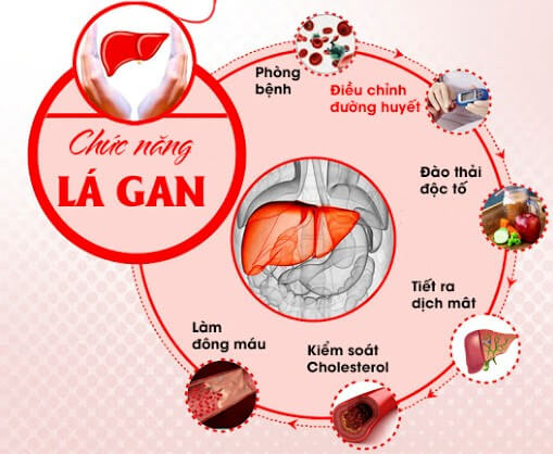 chức năng gan