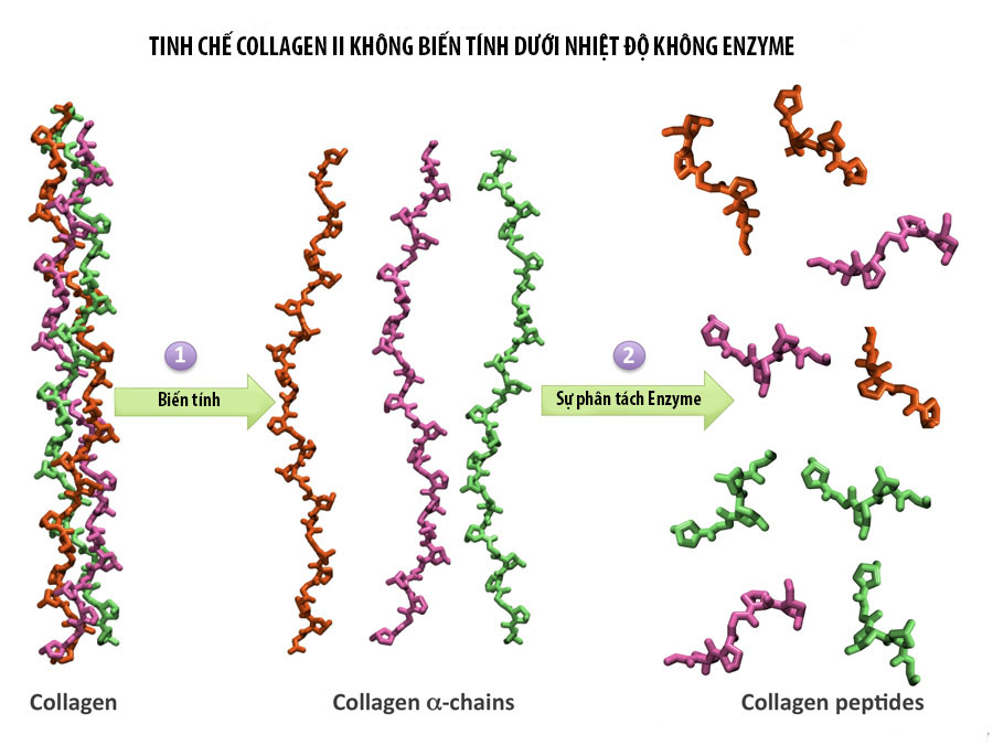 Collagen type 2 có tác dụng gì và mua ở đâu